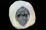 Bargain, Zlichovaspis Trilobite - Atchana, Morocco #74149-2